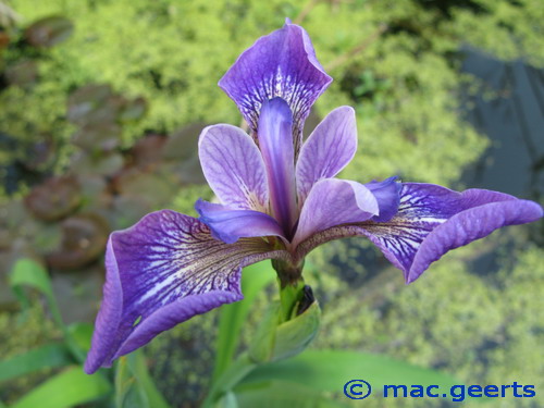 Iris laevigata